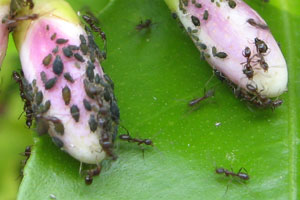 Ants tend aphids on citrus flower buds