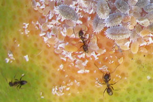 Ants tend mealybugs and other Homopteran insects
