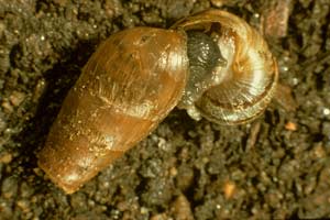 A Decollate Snail attacks a Brown Garden snail