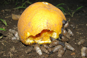 Decollate Snails love decaying oranges
