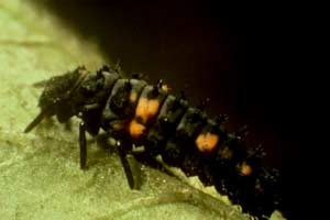 The orange spotted black ladybug larva