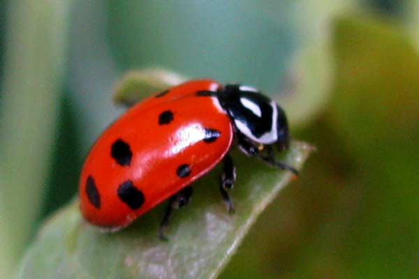 A striking ladybug adult