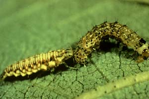 The lacewing larva will attack just about any plant pest, including caterpillars
