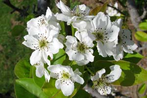 These pear flowers are a rite of spring, just like releasing lacewings in your garden