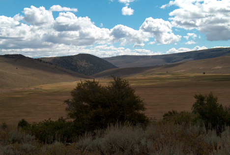 Summer's meadow