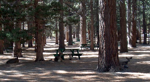 Deer in the forest