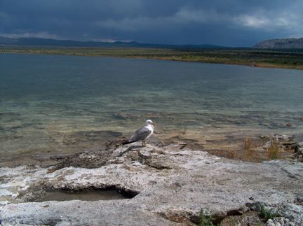 Mono Lake with gull