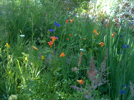 Spring Flowers