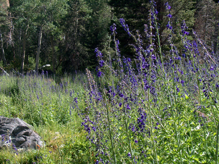 Field of Delphinium