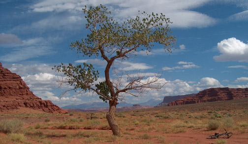 Lone Tree