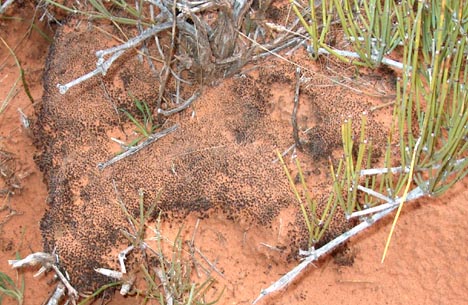 Cryptobiotc soil