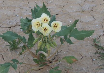 Desert flower