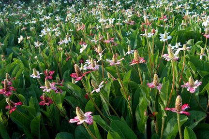 Fairy flowers