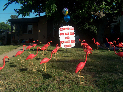 Whoa! There are flamingos in my yard!