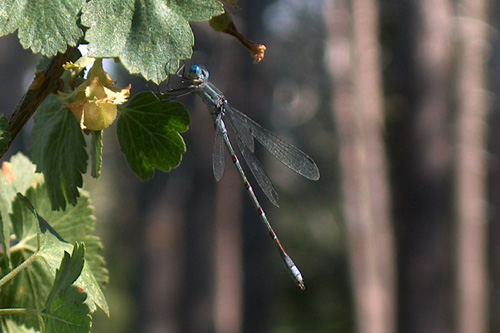 Damselfly