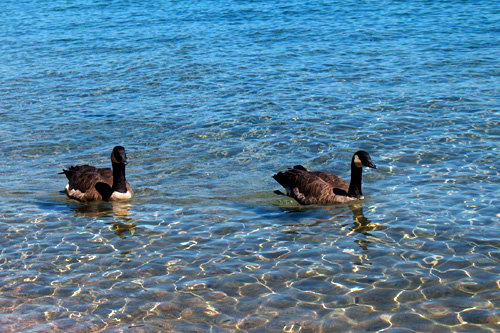 Bold geese