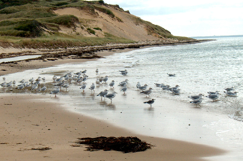 The flock hangs out