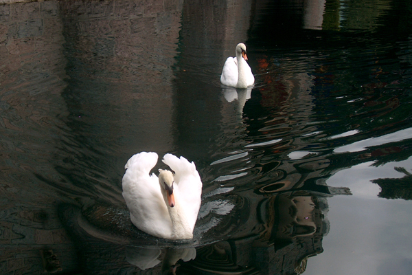 Real Swans