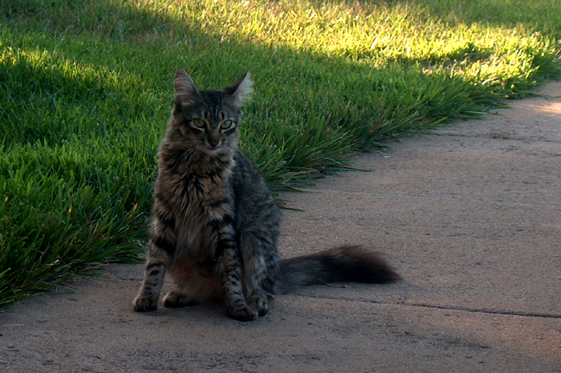 Momma Kitty