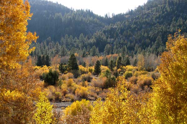 Trees in full color line the valley floor