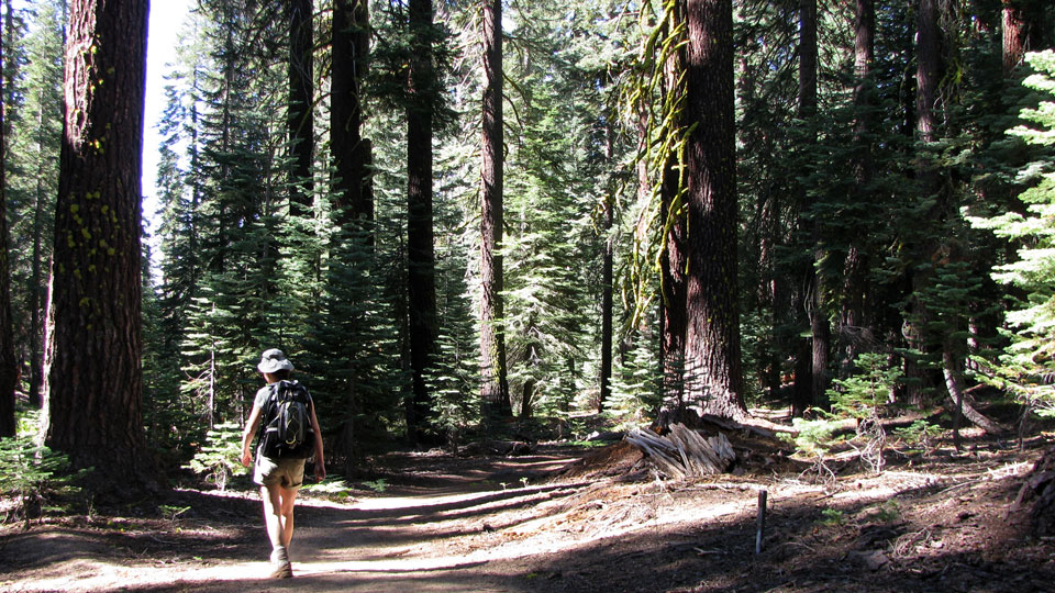 Liz hiking among giant trees