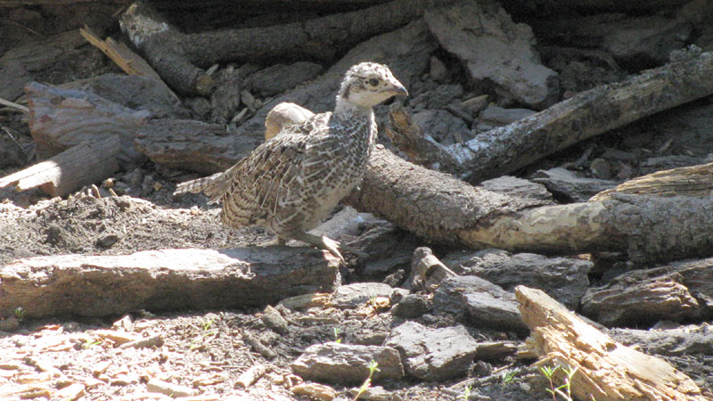 A grouse chick close up