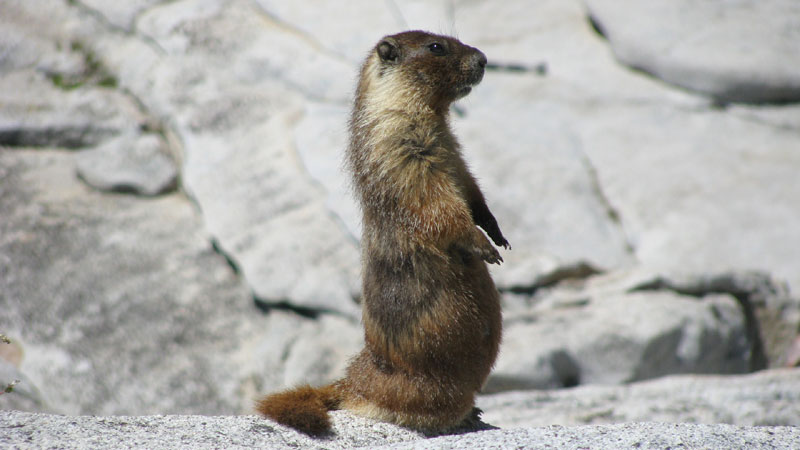 A marmot stands looking at me