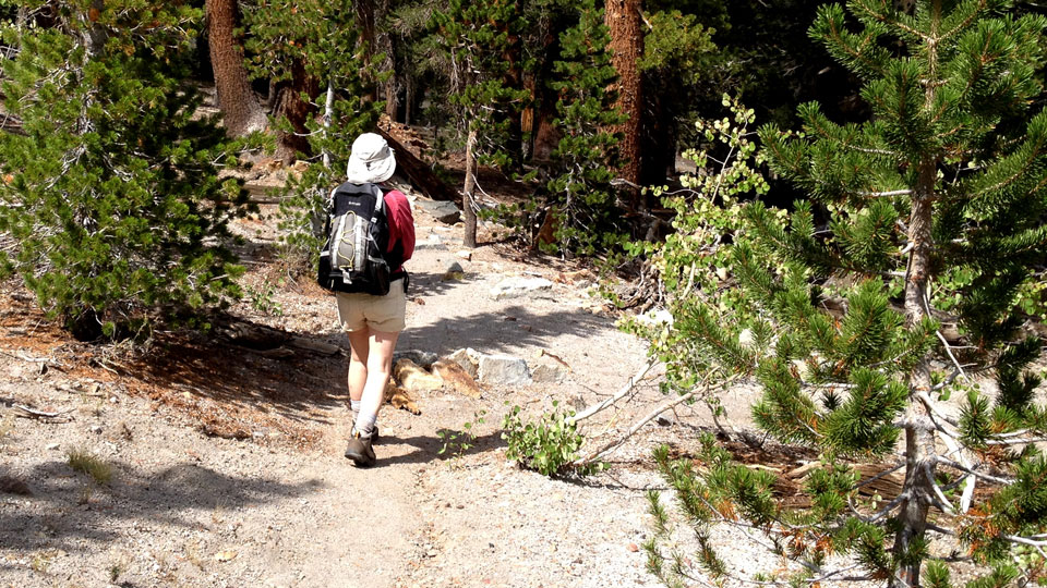 Liz hikes a trail through a sunny pine forest