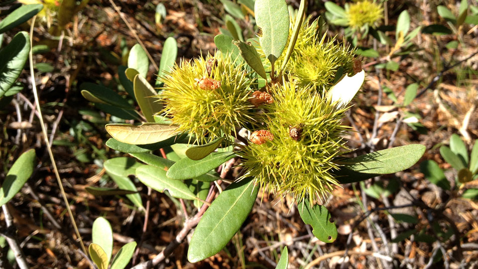 An unusual yellow-green flower