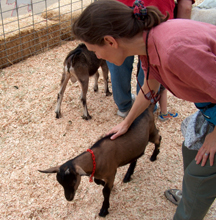 Petting a Goat