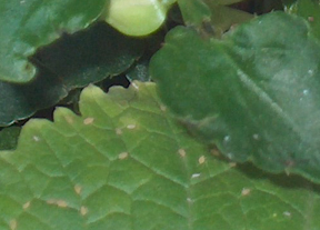 Aphids on leaves