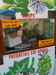 Aphid parasites