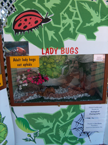 Ladybug cage