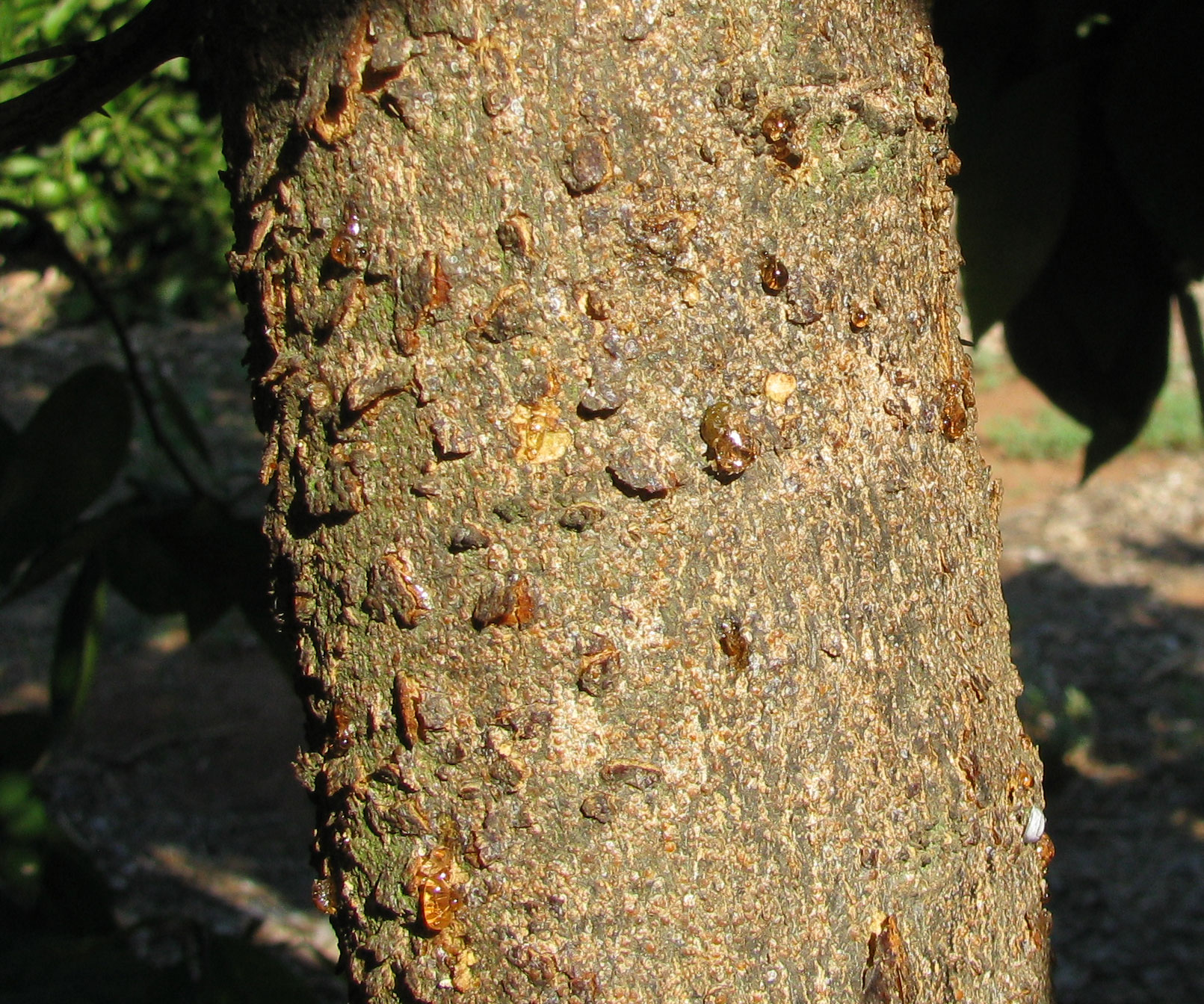 Citrus bark cracking « Bug Blog