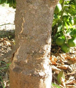 Citrus bark cracking « Bug Blog